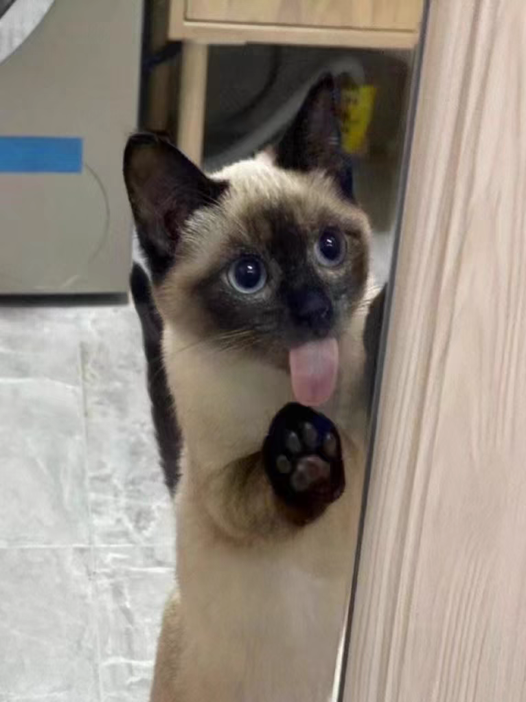 猫舍直销批发价格出售暹罗猫